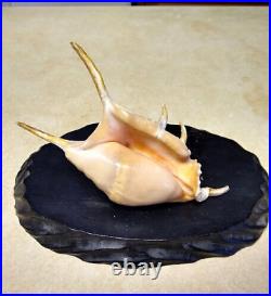 2 Vintage Wood Display Stands each with a Very Nice Strombus Sea Shell on it